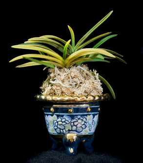 Photo of Lise Beausejour's Orchid and Pot