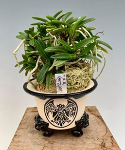 Photo of Scott Laskowski's Orchid and Pot