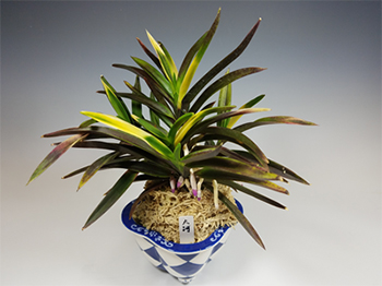 Photo of Diane McDowell's Orchid and Pot